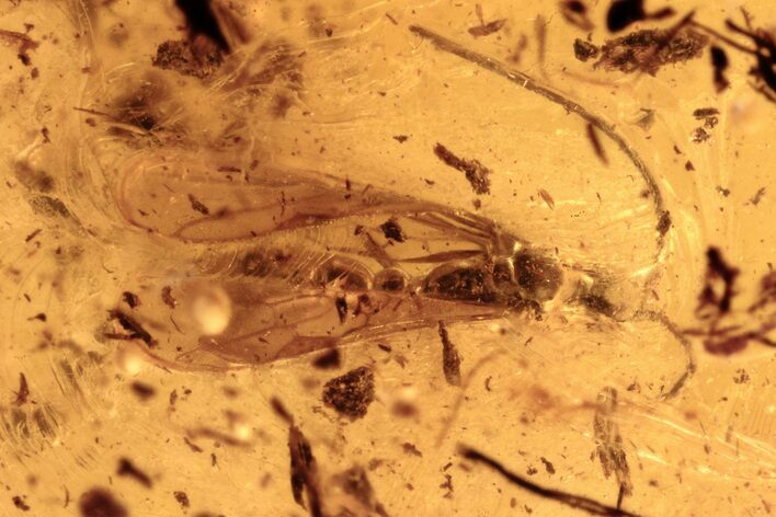 Detailed Fossil Fly and Parasitic Wasp in Baltic Amber #275411